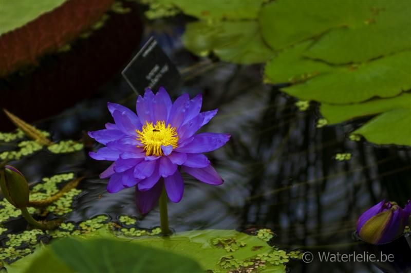 N. 'Kew's Electric Indigo'